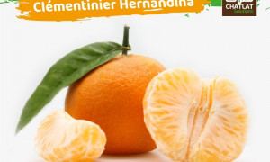 شتلات برتقال هيرناندينا