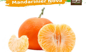 شتلات برتقال ماندرين نوفا
