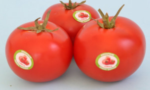الطماطم الكرزية